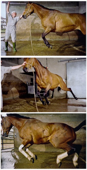 Tim Macmillan Still from Dead Horse 1998